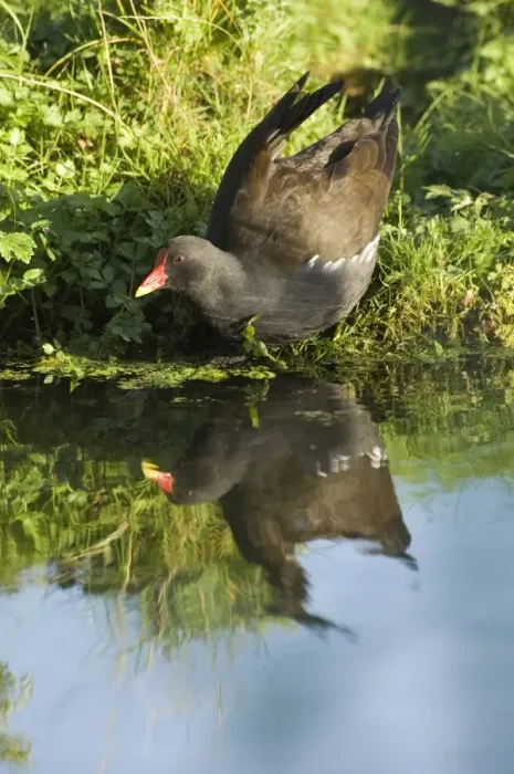 Framed Print : Moorhen Print, Norfolk Summer Framed Print : Moorhen Print, Norfolk Summer