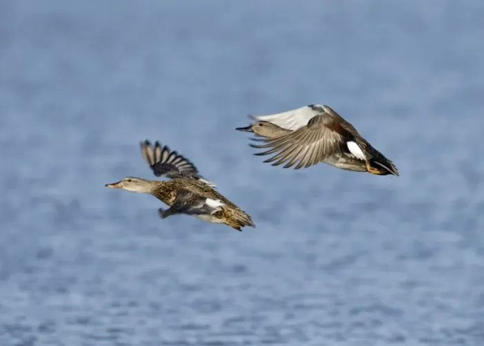 Framed Print : Gadwall Pair Print, Cley Norfolk Framed Print : Gadwall Pair Print, Cley Norfolk