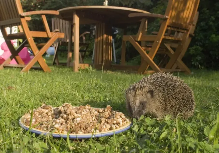Framed Print : Hedgehog in Norfolk Garden Summer Print