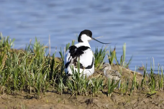 Framed Print : Avocet Print with Chick on Minsmere Scrape