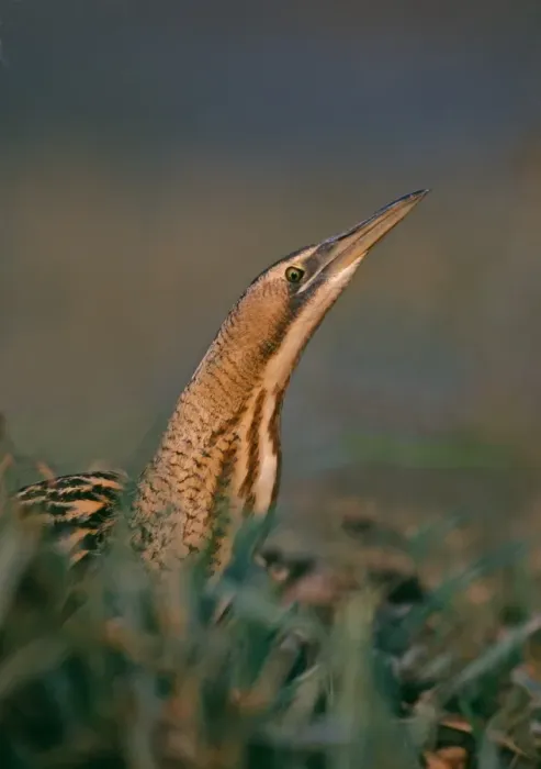 Framed Print : Bittern Print: Autumn Marsh Stalker Framed Print : Bittern Print: Autumn Marsh Stalker