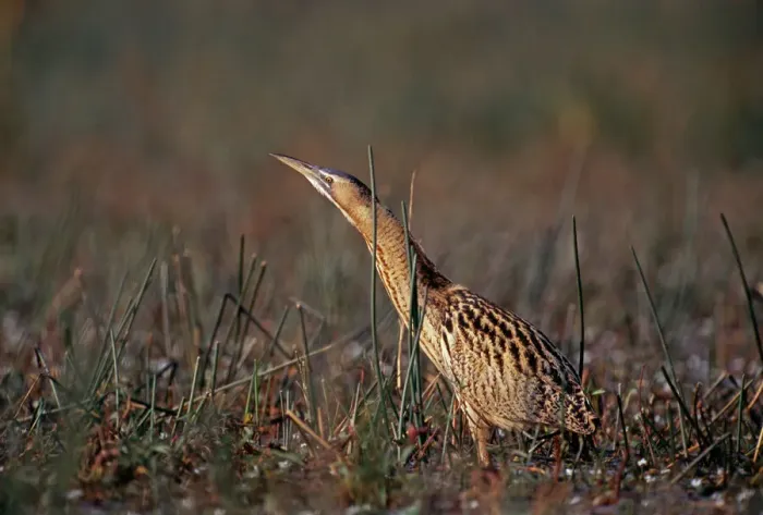 Framed Print : Bittern Print: Autumn Marsh Stalker