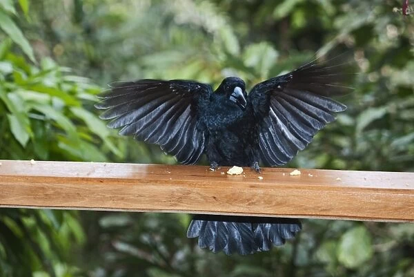 Black Butcherbird Cracticus quoys taking cheese from verandah at Cassowary House