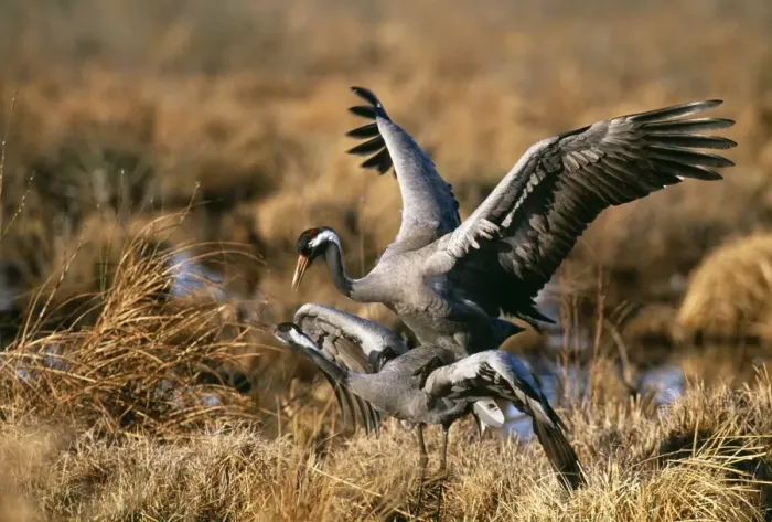 Framed Print : Common Cranes copulating Print, Sweden Framed Print : Common Cranes copulating Print, Sweden