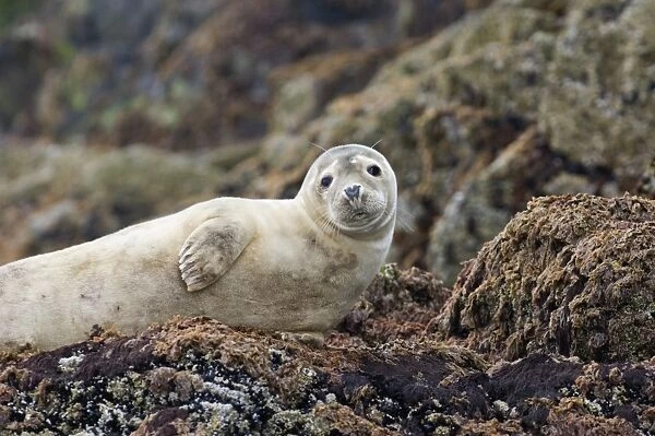 Common Seal pup Phoca vitulina Northumberland June #5184298