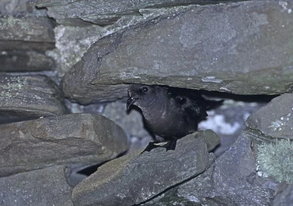 European Storm Petrel Hydrobates pelagicus peering from entrance to nest cavity in