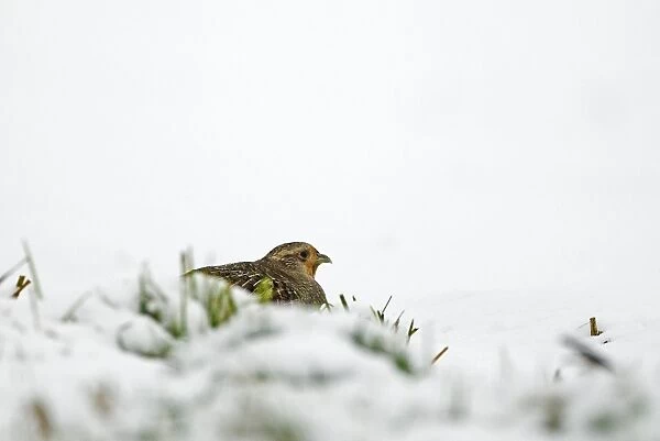 Grey Partridge Perdix perdix female crouching in snow Norfolk February