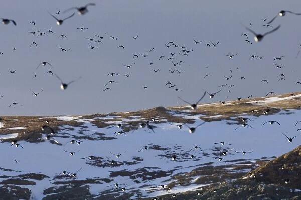 Guilemots Uria aalge returning to their nest ledges in early spring Hornoya Island