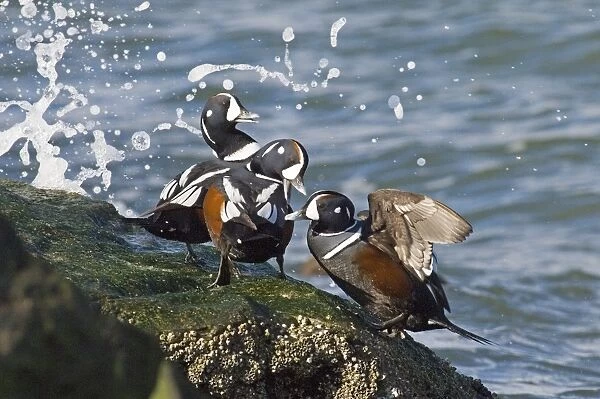 Harlequin Ducks Histrionicus histrionicus New Jersey USA winter
