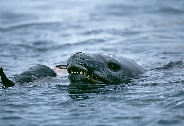 Leopard Seal, Hydruga leptonyx, feeding on Adelie Penguin, Paulet Island, Weddell Sea