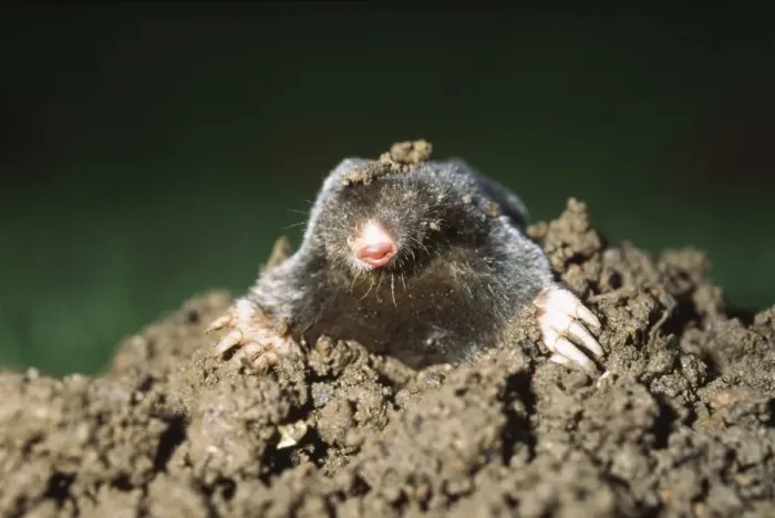 Framed Print : Mole Emerging from Molehill UK Print Framed Print : Mole Emerging from Molehill UK Print