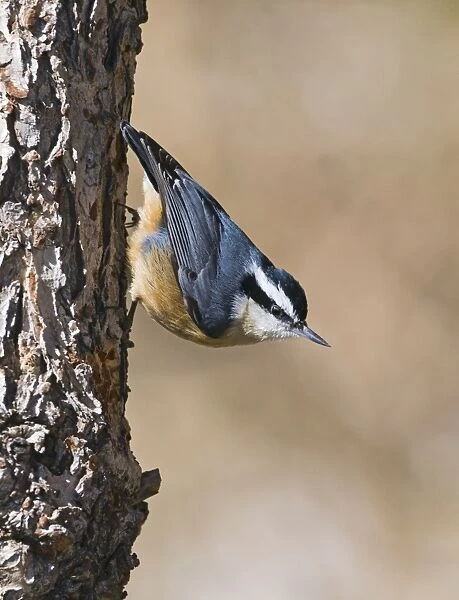 Red-breasted Nuthatch Sitta canadensis New Mexico USA January