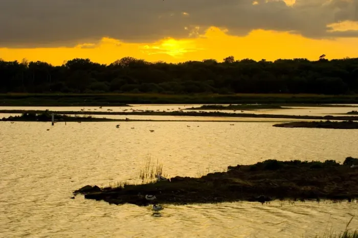 Framed Print : Scrape at Minsmere Print