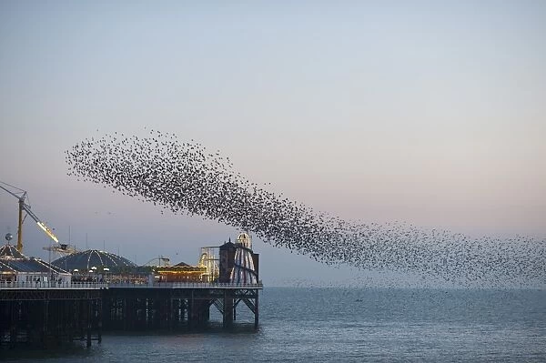 Starlings Sturnus vulgarus arriving to roost at Palace Pier Brighton winter