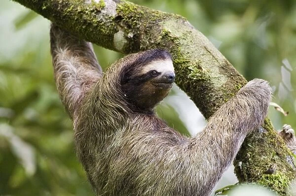Three-toed Sloth El Valle Panama