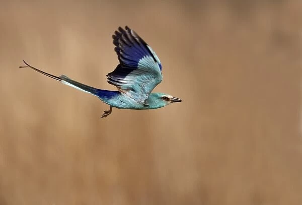 Abyssinian Roller (Coracias abyssinica) adult, in flight, Senegal, january