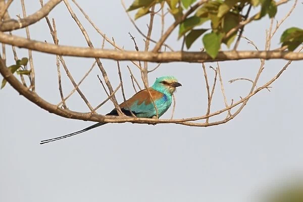 Abyssinian Roller (Coracias abyssinica) adult, perched on branch, Western Division, Gambia, february