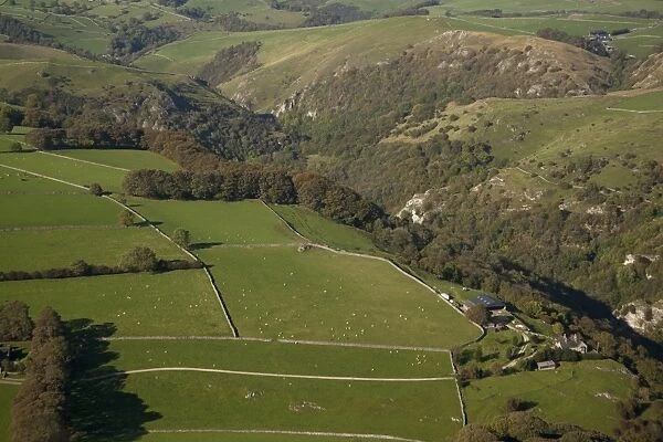 Aerial view of wooded valley, drystone walls and sheep flock in pasture, Dove Dale, White Peak, Peak District