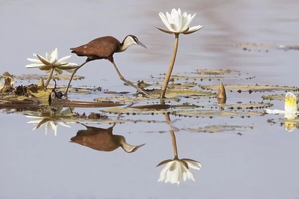 African Jacana (Actophilornis africanus) adult, walking across waterlily leaves, Gambia, February