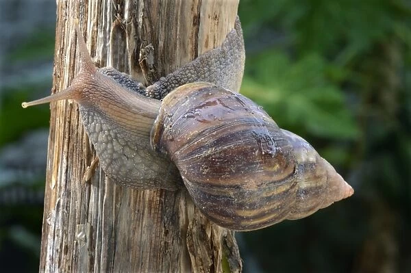 African Land Snail (Achatina fulica) introduced species, adult, crawling on stem, Trivandrum