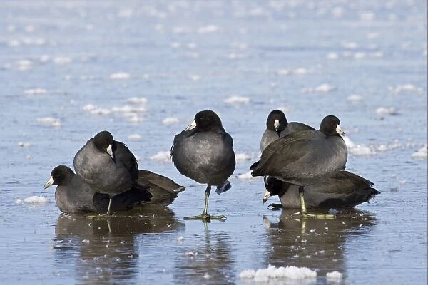American Coot (Fulica americana) flock, roosting on frozen lake, Bosque del Apache National Wildlife Refuge, New Mexico, U. S. A. december