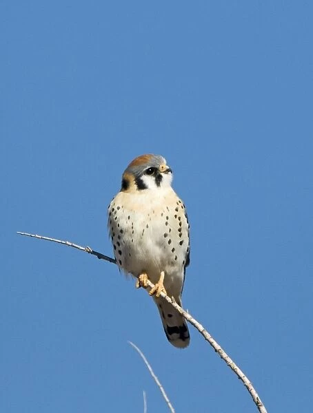 American Kestrel (Falco sparverius) adult male, perched on twig, Bosque del Apache National Wildlife Refuge, New Mexico, U. S. A. january