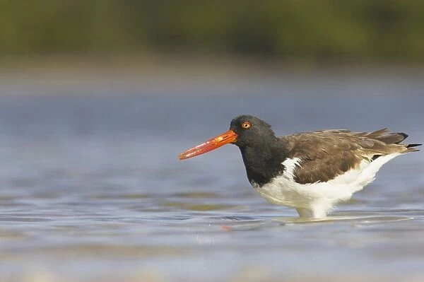 American Oystercatcher (Haematopus palliatus) adult, foraging in shallow water, Fort de Soto, Florida, U. S. A