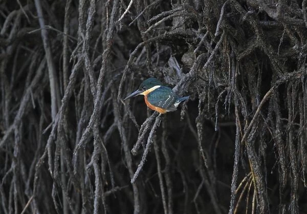 American Pygmy Kingfisher (Chloroceryle aenea) adult male, perched on mangrove roots, Costa Rica, february