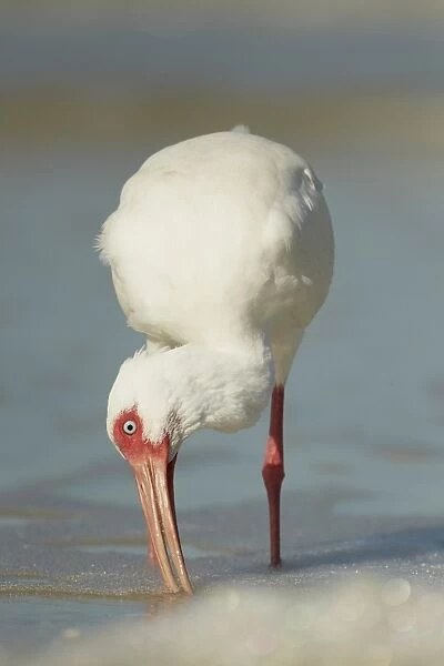 American White Ibis (Eudocimus albus) adult, feeding amongst breaking surf on beach, Fort Myers, Florida, U. S. A