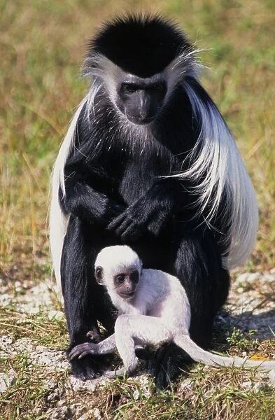 Angolan Colobus (Colobus angolensis) adult female with baby, sitting on ground (captive)