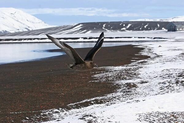 Antarctic Skua (Catharacta antarctica) x South Polar Skua (Catharacta maccormicki) hybrid, adult, in flight, at renowned island site for hybridisation, Deception Island, South Shetlands, Antarctica, march
