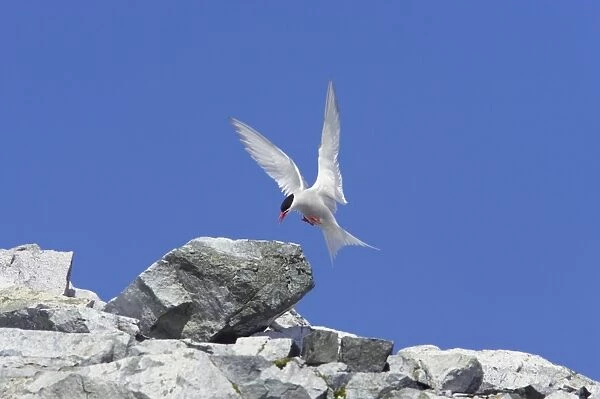 Antarctic Tern (Sterna vittata) adult, in flight, landing on rock, Antarctic Peninsula, Antarctica