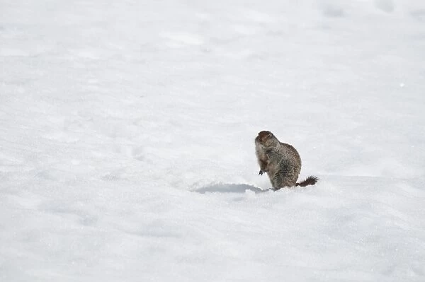 Arctic Ground Squirrel (Spermophilus parryii) adult, standing on spring snow, Yukon, Canada, april