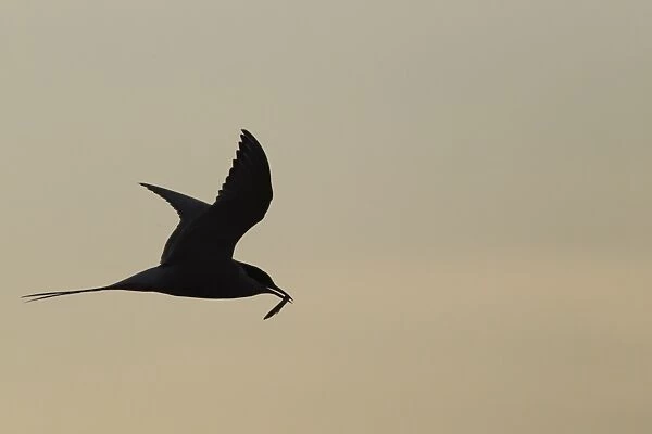 Arctic Tern (Sterna paradisea) adult, breeding plumage, in flight, with sand-eel in beak, silhouetted at dusk