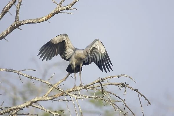 Asian Open-billed Stork (Anastomus oscitans) juvenile, flapping wings, standing on branches in tree, Keoladeo Ghana N. P. (Bharatpur), Rajasthan, India
