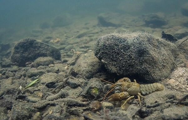 Atlantic Stream Crayfish (Austropotamobius pallipes) adult, on stony riverbed in river habitat, River Witham