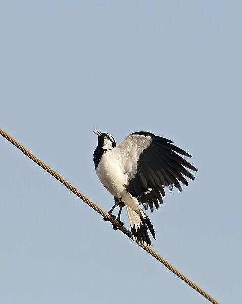 Australian Magpie-lark (Grallina cyanoleuca) adult male, calling and displaying, perched on overhead wire, Queensland, Australia