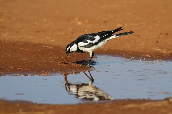 Australian Magpie-lark (Grallina cyanoleuca) adult male, collecting nesting material beside puddle, Northern Territory