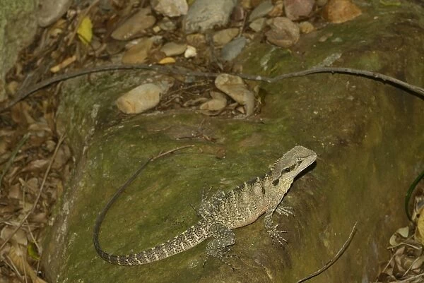 Australian Water Dragon (Physignathus lesueurii) adult, resting on rock, Queensland, Australia, December