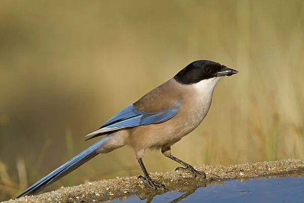 Azure-winged Magpie (Cyanopica cyana) adult, drinking at pool, Northern Spain, july