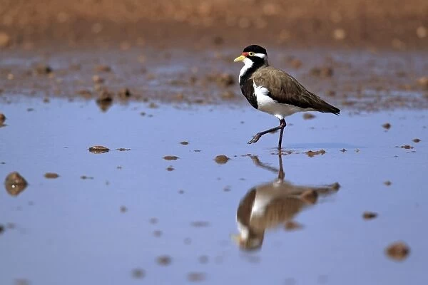 Banded Lapwing (Vanellus tricolor) adult, walking in shallow water, Sturt N. P. New South Wales, Australia