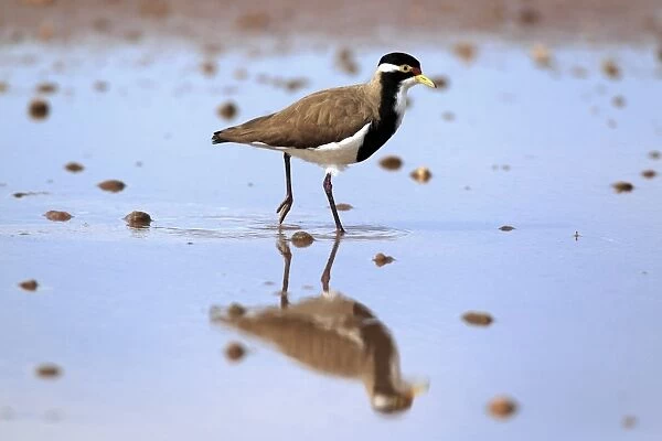 Banded Lapwing (Vanellus tricolor) adult, walking in shallow water, Sturt N. P. New South Wales, Australia