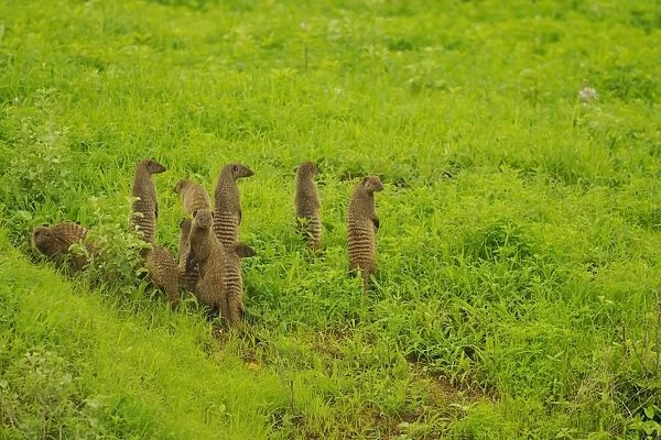 Banded Mongoose (Mungos mungo) family group, on lookout, standing on hind legs, Ruaha N. P. Tanzania