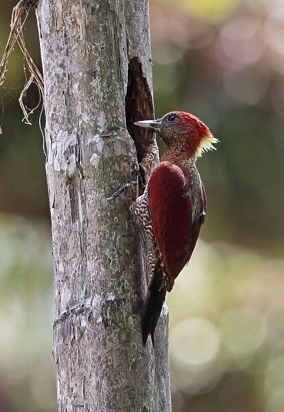 Banded Woodpecker (Picus miniaceus malaccensis) adult female, at nesthole in tree trunk, Taman Negara N. P