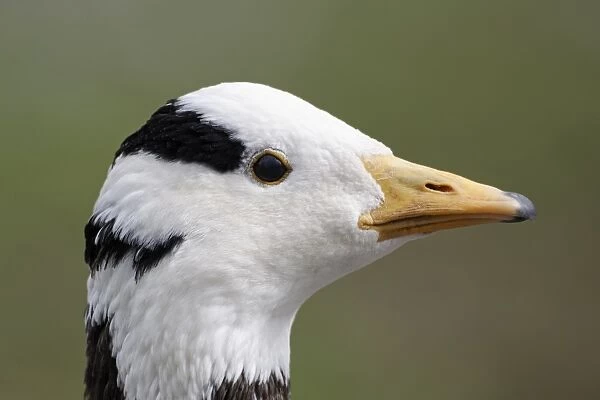 Bar-headed Goose (Anser indicus) adult, close-up of head (captive)
