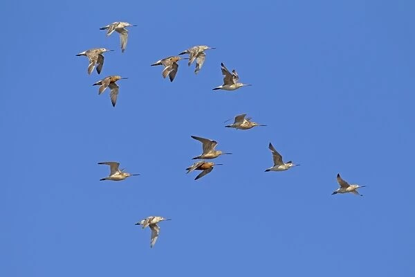 Bar-tailed Godwit (Limosa lapponica) flock, in flight to high tide roost, Snettisham RSPB Reserve, Norfolk, England