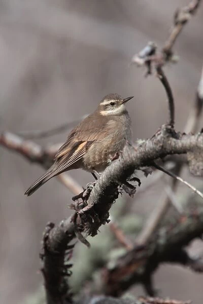 Bar-winged Cinclodes (Cinclodes fuscus) adult, perched on branch, Rio Hermoso Lodge, Neuquen, Argentina, october