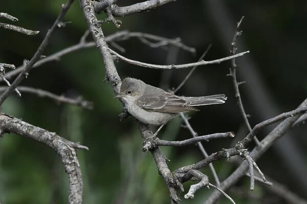 Barred Warbler (Sylvia nisoria) immature female, first summer plumage, perched on twig, Lemnos, Greece, May