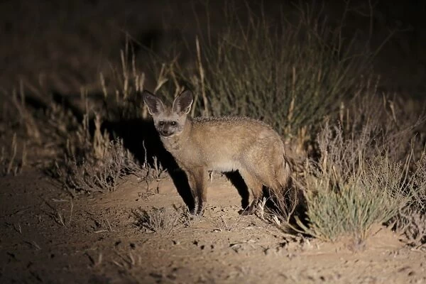 Bat-eared Fox (Otocyon megalotis) adult, standing on ground, spotlit at night, Kgalagadi Transfrontier Park