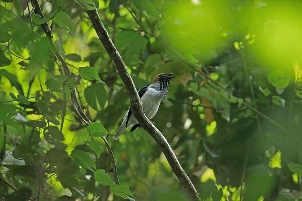 Bearded Bellbird (Procnias averano carnobarba) adult male, singing, perched on branch, Trinidad, Trinidad and Tobago